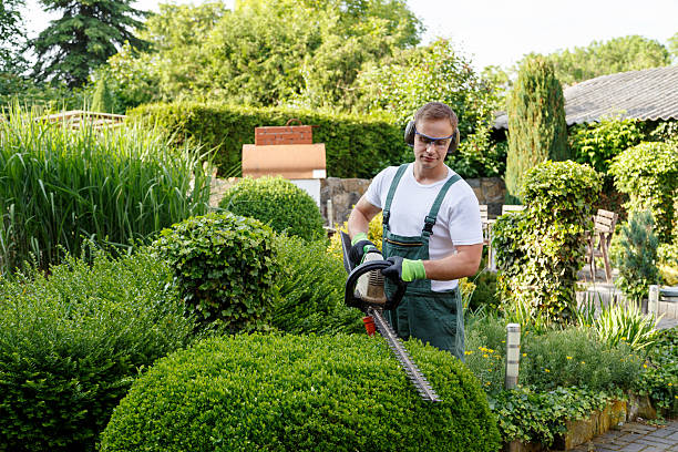 Professional Tree Removal Services in Rome, GA